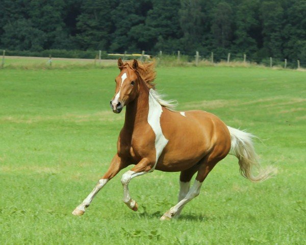 dressage horse Olaf (Lewitzer, 2012, from Olli T.)