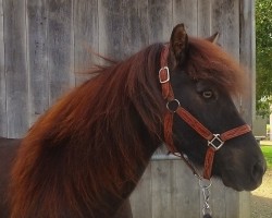 horse Reykur von der Wasserfuri (Iceland Horse, 2002, from Hrafn-Krabbi von Sporz)