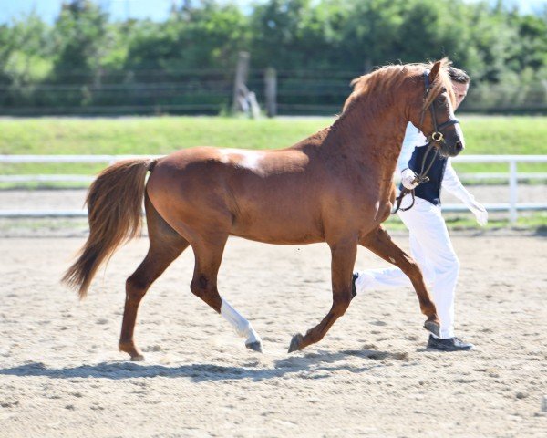 horse Ysselvliedts Zizi Top (Welsh-Pony (Section B), 2017, from Ysselvliedts Seren Chevalier)