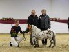 horse Bayern's Dusty (Dt.Part-bred Shetland pony, 2020, from Bayern's Duke)