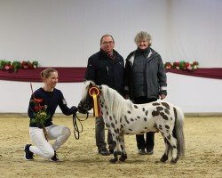 Pferd Bayern's Dusty (Dt.Part-bred Shetland Pony, 2020, von Bayern's Duke)