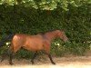 broodmare Racyness (Hanoverian, 1994, from Ravallo 115 FIN)