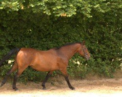 broodmare Racyness (Hanoverian, 1994, from Ravallo 115 FIN)