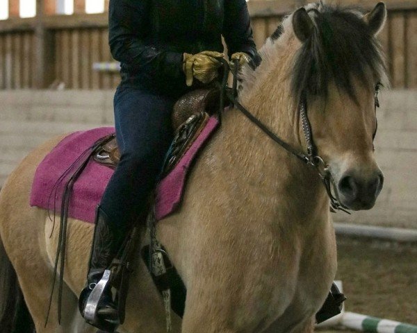 horse Indien d'Ober (Fjord Horse, 2018, from Torsetblakken)