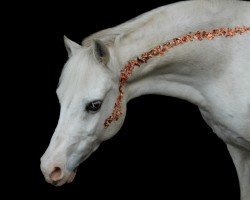 Zuchtstute Biene (Welsh Pony (Sek.B), 2007, von Best Boy)