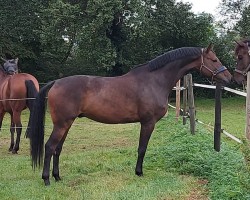 dressage horse Vito 75 (German Sport Horse, 2018, from Kaiserstolz 5)