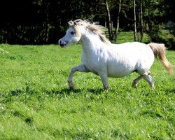 Zuchtstute Haverford Little Mist (Welsh Mountain Pony (Sek.A), 2007, von Ysselvliedts Golden Boy)