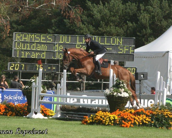 jumper Ramses du Lavillon (Selle Français, 2005, from Quidam de Revel)