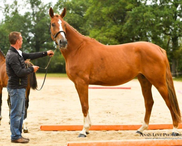 broodmare Heaven de Sever (Selle Français, 2017, from Ogano Sitte)