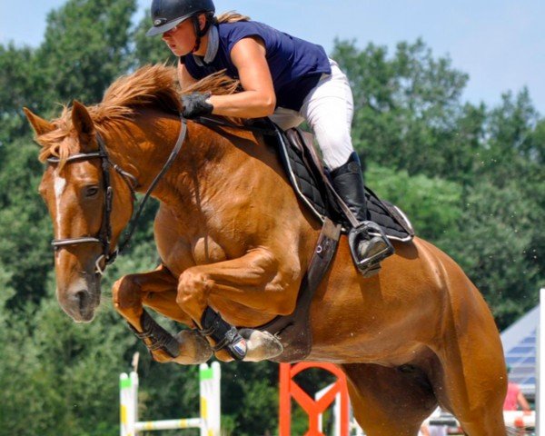 jumper Danora du Lavillon (Selle Français, 2013, from Balou du Rouet)