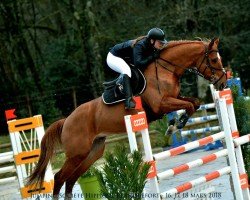 Pferd Amadeos du Lavillon (Selle Français, 2010, von Baloubet du Rouet)