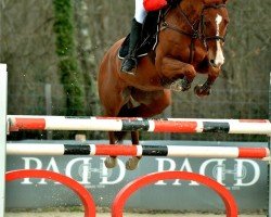 Springpferd Ulane du Lavillon (Selle Français, 2008, von Quidam de Revel)