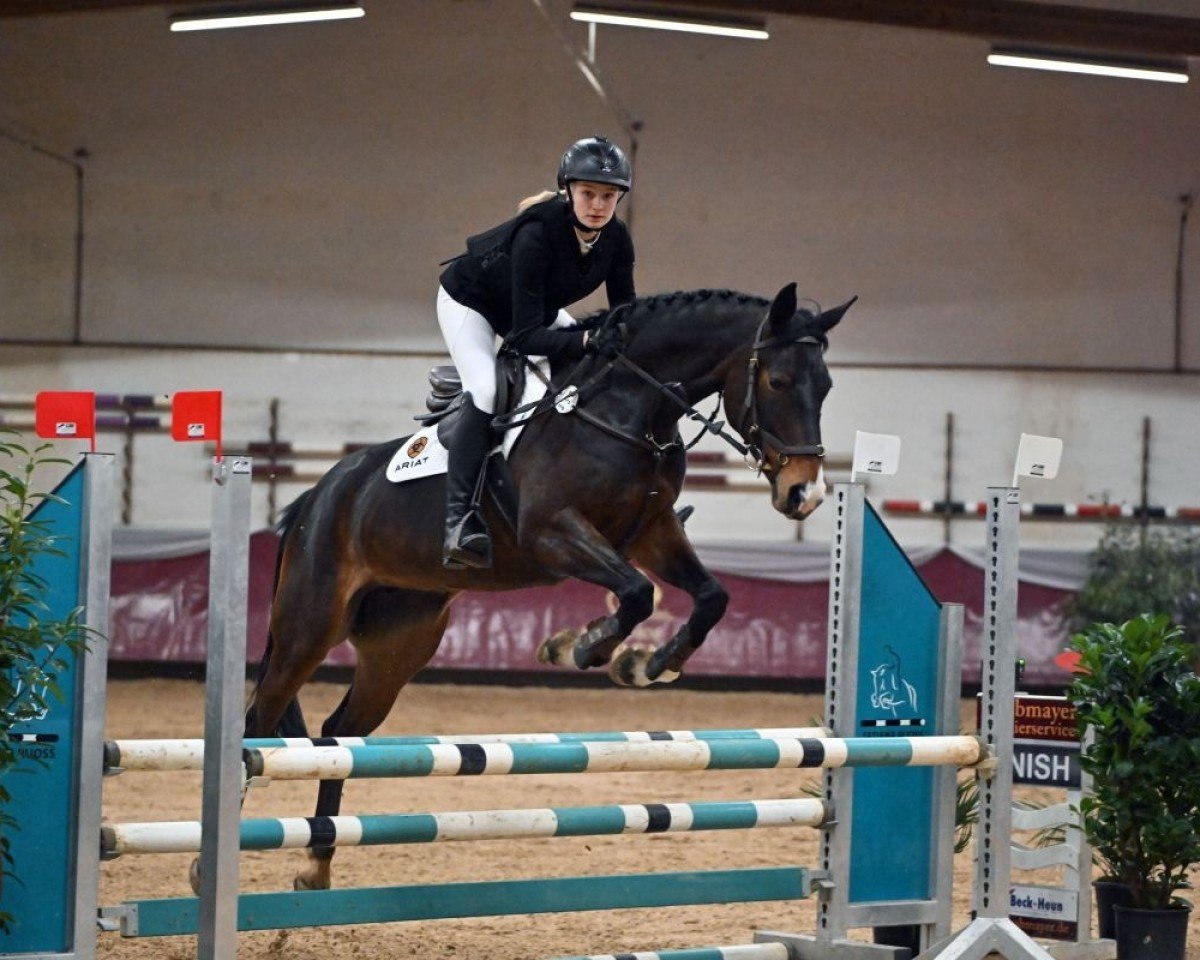 jumper Granfine T (German Warmblood, 2016, from Ggn Grand Pilot)