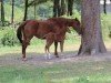 Zuchtstute Maghera du Lavillon (Selle Français, 2000, von Muguet du Manoir)