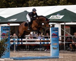 Springpferd Cruncho Classico (Holsteiner, 2012, von Crunch 3)