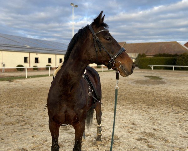 broodmare Belinda (Thuringia, 2001, from Carprilli)