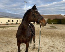 broodmare Belinda (Thuringia, 2001, from Carprilli)