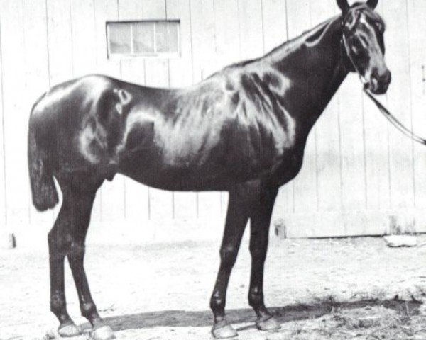stallion Tenny xx (Thoroughbred, 1886, from Rayon Dor xx)
