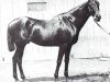 stallion Tenny xx (Thoroughbred, 1886, from Rayon Dor xx)