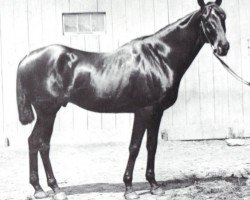 stallion Tenny xx (Thoroughbred, 1886, from Rayon Dor xx)