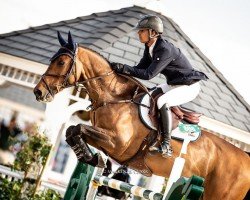 Springpferd Dasino van de Kapel (Belgium Sporthorse, 2009, von Casino)