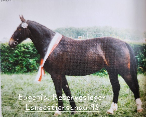 Zuchtstute Eugenia (Schweres Warmblut, 1993, von Eugen Mo1477)