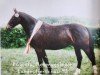 broodmare Eugenia (Heavy Warmblood, 1993, from Eugen Mo1477)