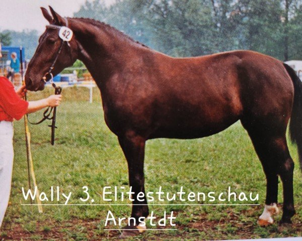 broodmare Wally (Heavy Warmblood, 1993, from Eugen Mo1477)