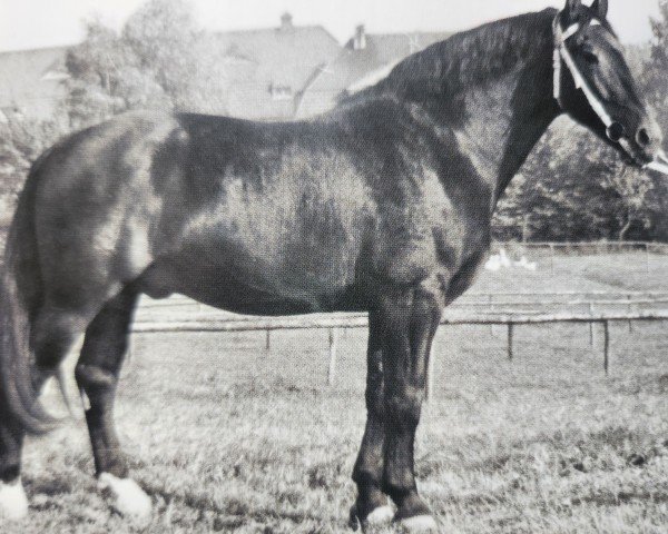 Deckhengst Ernesto Mo 1170 (Schweres Warmblut, 1959, von Erwin von Lehesten Th 727)