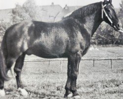 Deckhengst Ernesto Mo 1170 (Schweres Warmblut, 1959, von Erwin von Lehesten Th 727)