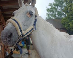 jumper Silver Lady 2 (Pony without race description, 2009)