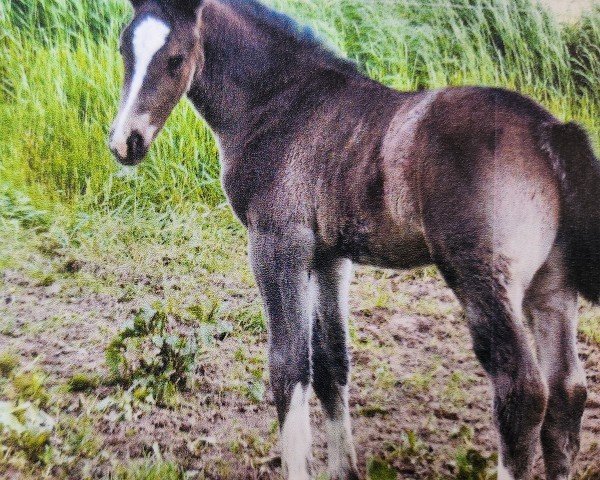 Deckhengst Lio (Sächs.-Thür. Schweres Warmbl., 2009, von Laurin)