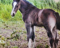 stallion Lio (Sachs-door. Heavy Warmbl., 2009, from Laurin)