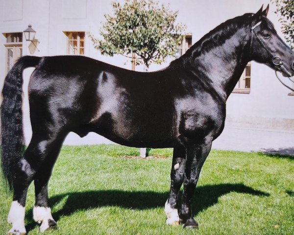 stallion Edano I (Heavy Warmblood, 1984, from Edino)