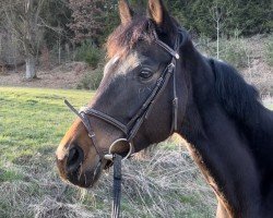 dressage horse Sweet Dreams 10 (German Warmblood, 2016, from Fürst Grandios)