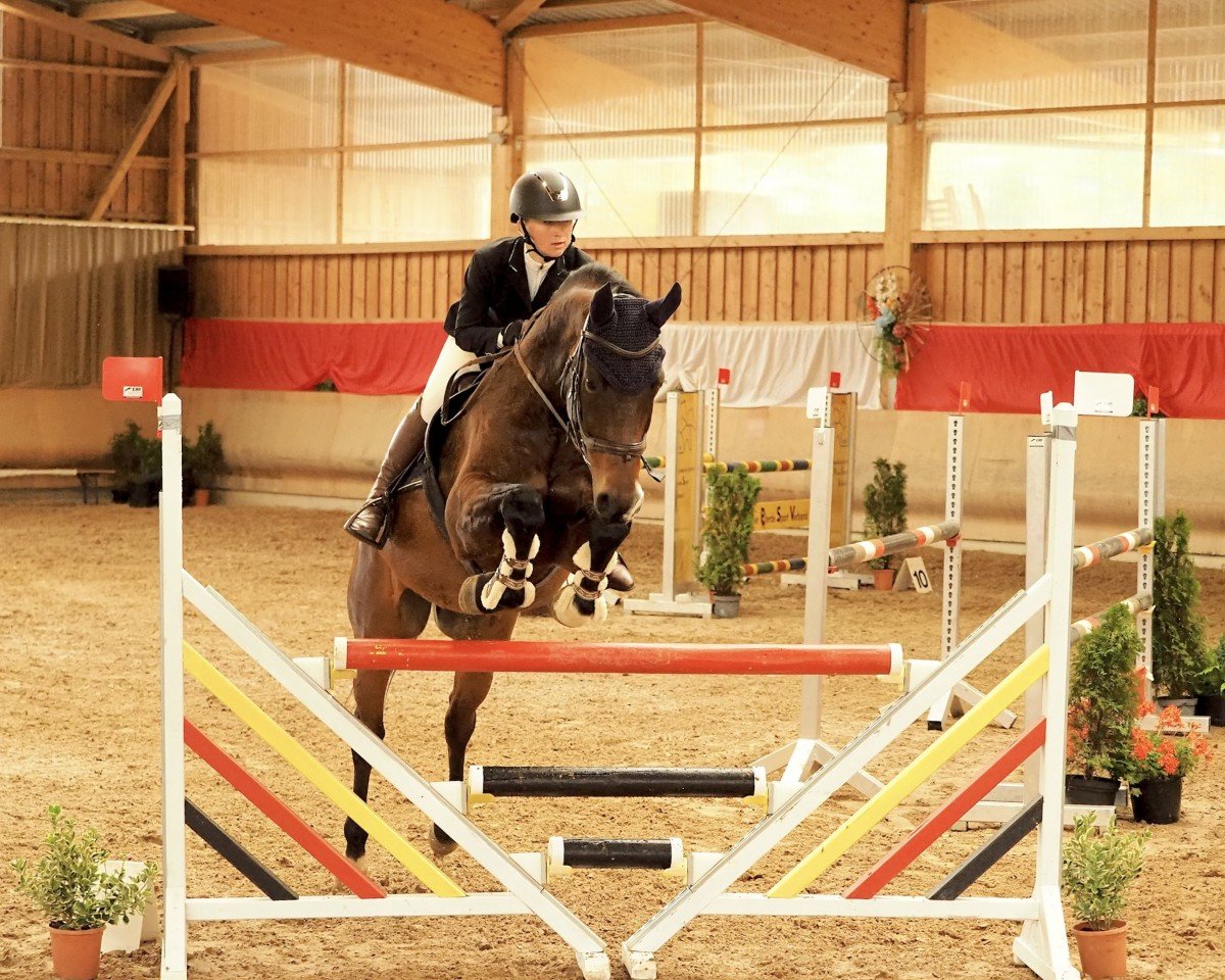 Springpferd Caruso 528 (Hannoveraner, 2009, von Comte)