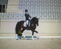 dressage horse Tomaso (Oldenburg, 2011, from Totilas)