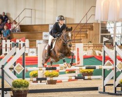 jumper Cadillac (New Forest Pony, 2004, from Cassedy)