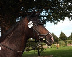 dressage horse Isis van het Bloemenhof (Belgian Warmblood, 2014, from Coraggio vh Bloemenhof)