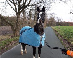 broodmare Rabina 27 (Hanoverian, 2001, from Rotspon)