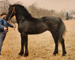 horse Eustasius (Heavy Warmblood, 1989, from Elton Mo 1445)