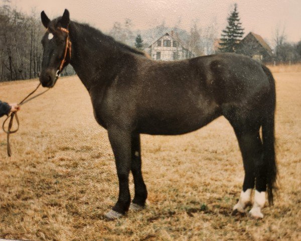 Zuchtstute Wasa H 4996 (Schweres Warmblut, 1985, von Edino)