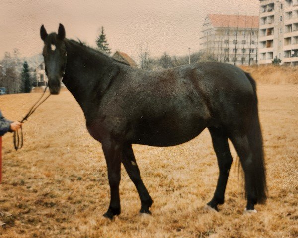 Zuchtstute Wanderin (Schweres Warmblut, 1988, von Eichfalk II)