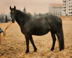 Zuchtstute Wanderin (Schweres Warmblut, 1988, von Eichfalk II 1444)