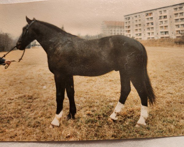 Pferd Lukas (Schweres Warmblut, 1990, von Lord I)