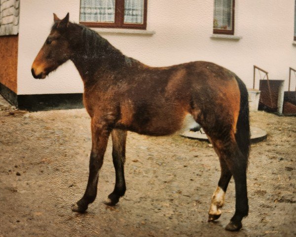 Pferd Ludwig (Schweres Warmblut, 1991, von Lord I)