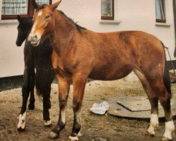 Zuchtstute Winde (Schweres Warmblut, 1991, von Lord I 1446)