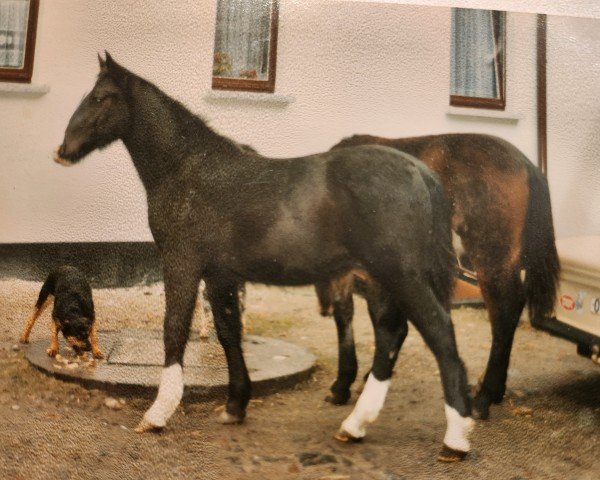 horse Lausbub 319 (Sachs-door. Heavy Warmbl., 1991, from Lord I 1446)