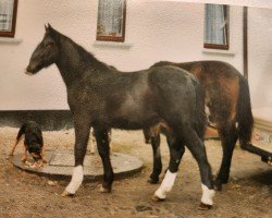 Pferd Lausbub 319 (Sächs.-Thür. Schweres Warmbl., 1991, von Lord I 1446)