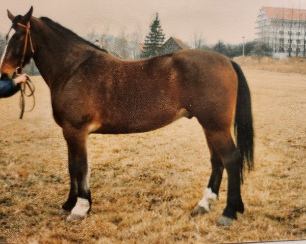 Pferd Emir 54 (Sächs.-Thür. Schweres Warmbl., 1984, von Edino)